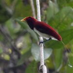King Bird-of-paradise (image by Dáni Balla)