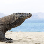 Komodo Dragon (image by Dáni Balla)
