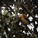 Mountain Kingfisher (image by Dáni Balla)