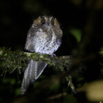 Mountain Owlet-nightjar (image by Dáni Balla)
