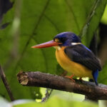 New Britain Dwarf Kingfisher (image by Dáni Balla)