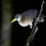 New Guinea Flightless Rail (image by Dáni Balla)
