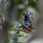 Papuan Pitta (image by Dáni Balla)