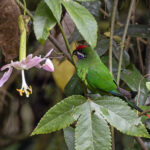 Plum-faced Lorikeet (image by Dáni Balla)