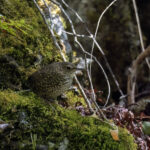 Pygmy Cupwing (image by Dáni Balla)