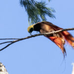 Raggiana Bird-of-paradise (image by Dáni Balla)