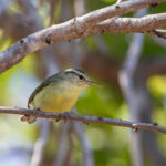 Rote Leaf Warbler (image by Dáni Balla)