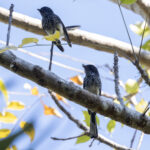 Rote Northern Fantails (image by Dáni Balla)