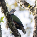Rufescent Imperial Pigeon (image by Dáni Balla)