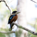 Rufous-bellied Kookaburra (image by Dáni Balla)