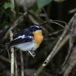 Spot-breasted Heleia (image by Dáni Balla)
