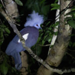 Sclater's Crowned Pigeon (image by Dáni Balla)