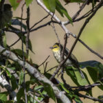Spot-breasted Heleia (image by Dáni Balla)