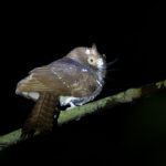 Starry Owlet-nightjar (image by Dáni Balla)