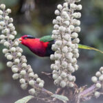 Stella's Lorikeet (image by Dáni Balla)