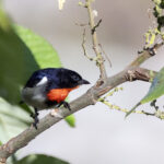 Sumba Flowerpecker (image by Dáni Balla)