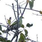 Sumba Green Pigeon (image by Dáni Balla)