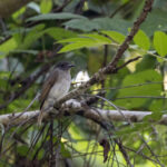 Sumba Jungle Flycatcher (image by Dáni Balla)