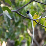 Tenggara Paradise Flycatcher (image by Dáni Balla)
