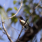 Timor Flowepercker (image by Dáni Balla)