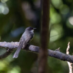 Timor Northern Fantail (image by Dáni Balla)