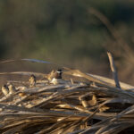 Timor Sparrow and Pale-headed Munia (image by Dáni Balla)