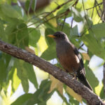 Wallacean Island Thrush (image by Dáni Balla)