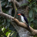 White-rumped Kingfisher (image by Dáni Balla)