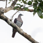 Zoe's Imperial Pigeon (image by Dáni Balla)
