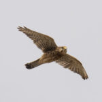 Alexander's Kestrel (image by Mark Beaman)