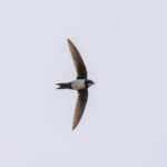 A vagrant Alpine Swift on Santiago (image by Mark Beaman)