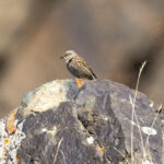 Altai Accentor (image by Mark Beaman)