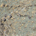 Altai Snowcocks (image by Mark Beaman)