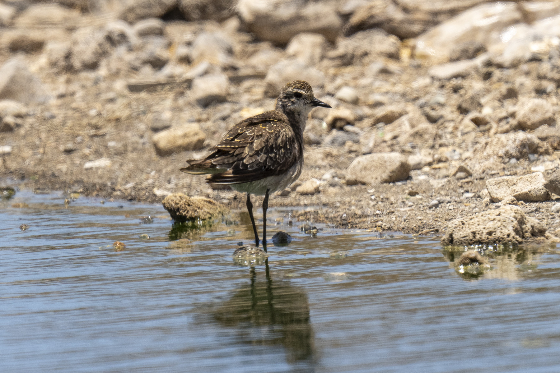 American Golden Plover (image by Mark Beaman)