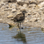 American Golden Plover (image by Mark Beaman)