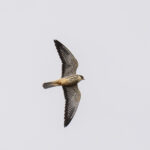 Amur Falcon (image by Mark Beaman)