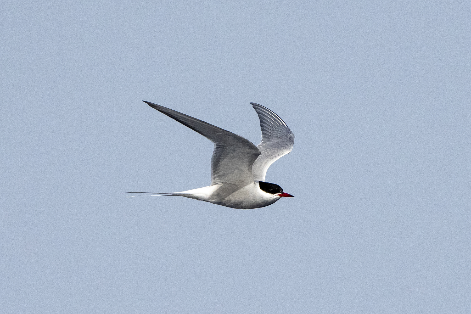 Arctic Tern (image by Mark Beaman)