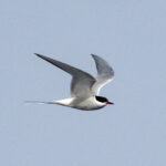 Arctic Tern (image by Mark Beaman)