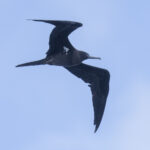 Ascension Frigatebird female (image by Mark Beaman)