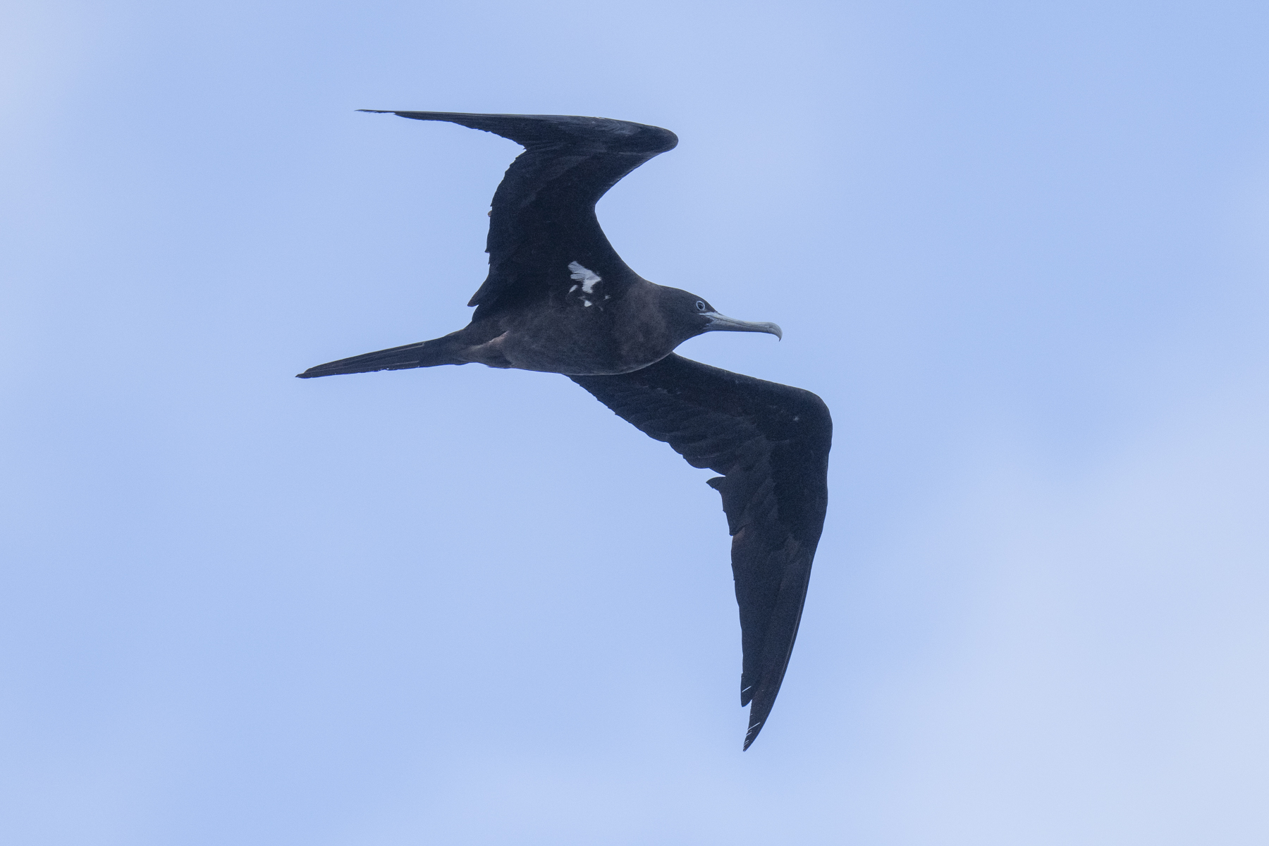 Ascension Frigatebird female (image by Mark Beaman)