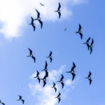 Ascension Frigatebirds (image by Mark Beaman)