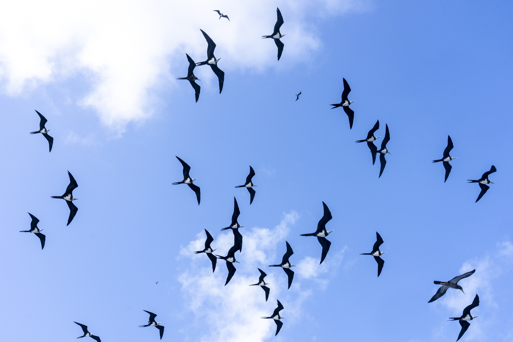 Ascension Frigatebirds (image by Mark Beaman)