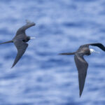 Ascension Frigatebirds (adult female and immature) (image by Mark Beaman)