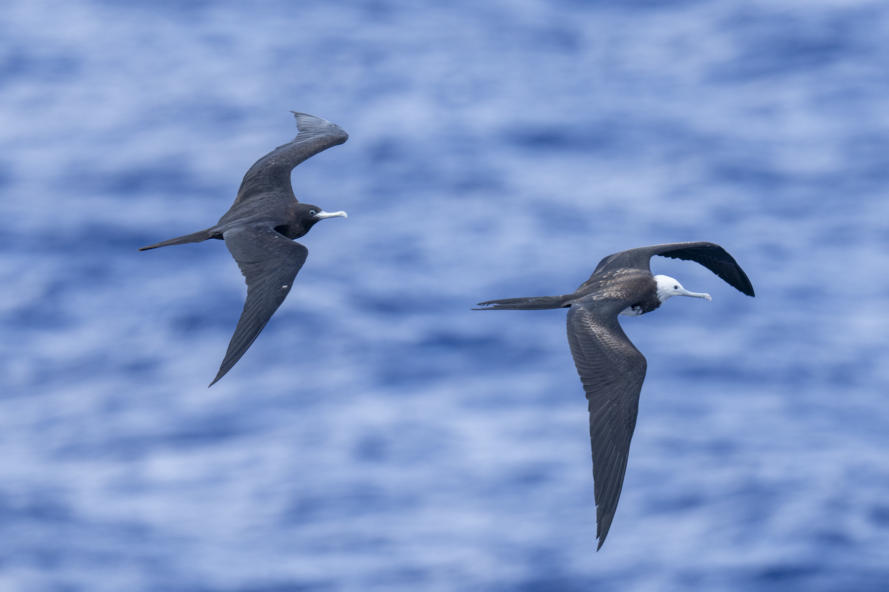 Ascension Frigatebirds (adult female and immature) (image by Mark Beaman)