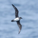 Atlantic Petrel (image by Mark Beaman)