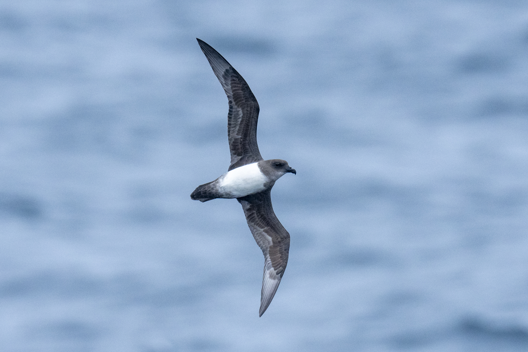 Atlantic Petrel (image by Mark Beaman)