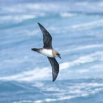 Atlantic Petrel (image by Mark Beaman)