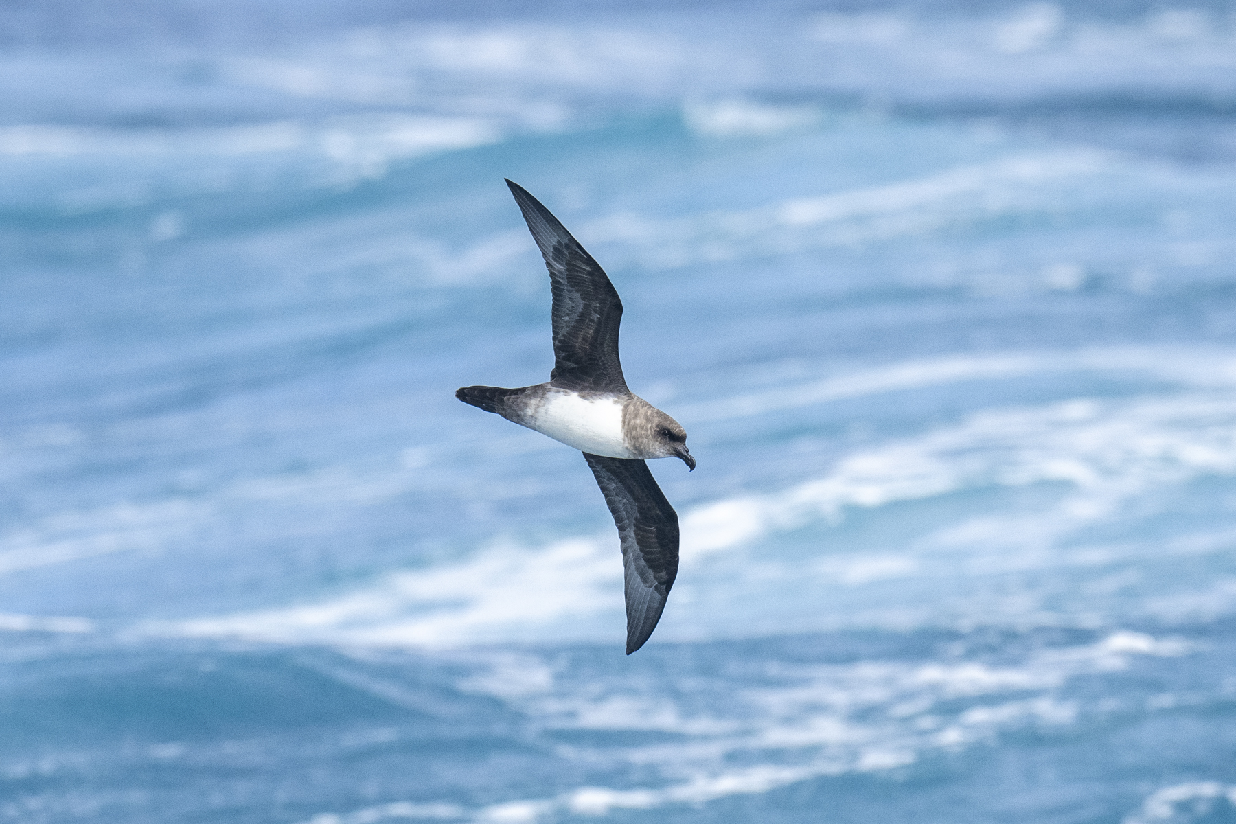 Atlantic Petrel (image by Mark Beaman)
