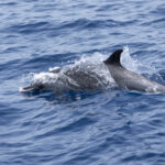 Atlantic Spotted Dolphin (image by Mark Beaman)