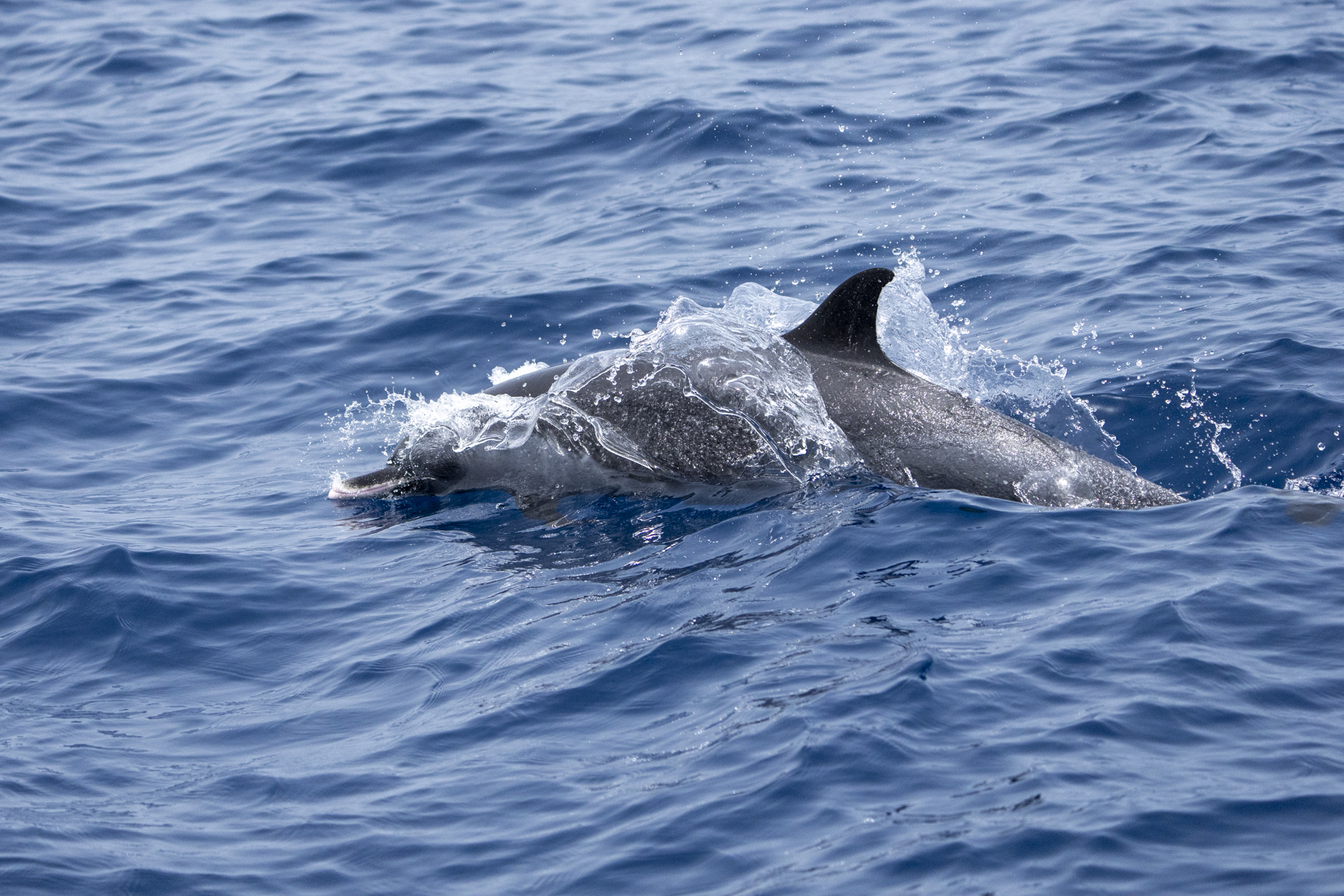 Atlantic Spotted Dophin (image by Mark Beaman)